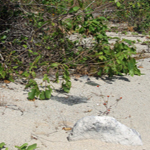 CHAMBERLAIN George Cleveland 