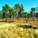 Wyndham Aboriginal Cemetery