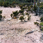 Kundip townsite cemetery