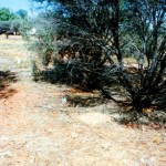 Glenorn Station Red Knob outstation