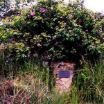 Williams-Narrogin Road 6 miles from Williams