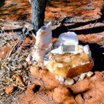 Bilung Pool Carnarvon Mullewa Road 