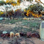 Morawa Pioneer Cemetery