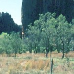 Windjana Gorge West Kimberley