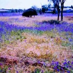 Yarragadee Station Mingenew